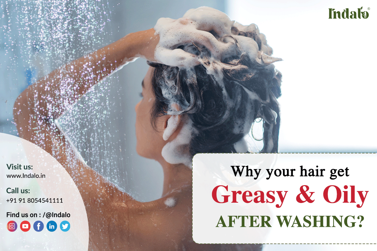 Why Your Hair Gets Greasy & Oily After Washing? – Indalo