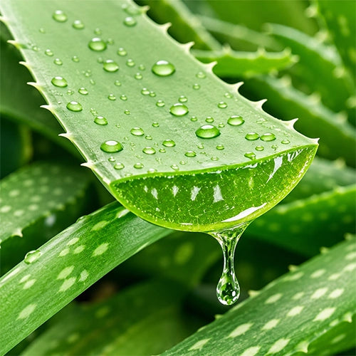Aloe Vera Deeply
